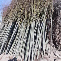 نهال و نهالستان سبلان سبز تختی|خدمات باغبانی و درختکاری|اردبیل, |دیوار