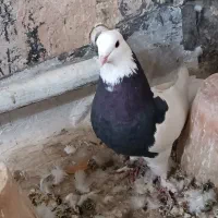 طوقی کاشونی|پرنده|خمینیشهر, |دیوار