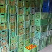 فروش پرتقال خونی وتامسون