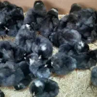 اردک 37جوجه رنگی، گردن لیت،گلپیگانی، کاکلی، تاجدار|حیوانات مزرعه|خورموج, |دیوار