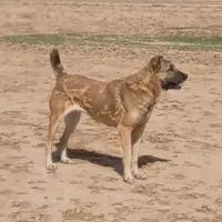 15000|سگ|قائن, |دیوار
