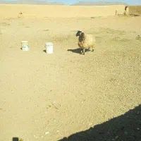 میش و بره وبز ترکی جوان