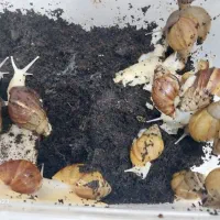 حلزون آچاتینا