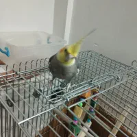 عروس هلندی نر1سالونیمه کارداده مست مست|پرنده|قم, انصارالحسین|دیوار