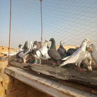 ک چق|پرنده|سبزوار, پاسداران|دیوار