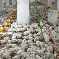 کارگر مرغداری