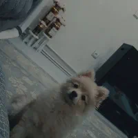 سگ پامر نر ۵ماهه|سگ|ساوه, |دیوار