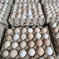 تخم مرغ محلی گلپایگان
