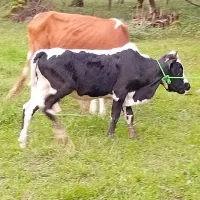 گاو جوان به همراه گوساله نر