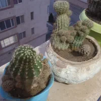 گل.گیاه کاکتوس|گل و گیاه طبیعی|هشتگرد, شهرک پارسیان|دیوار