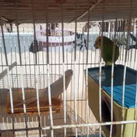 یک جفت مرغ عشق