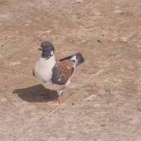 کبوتر گمشده