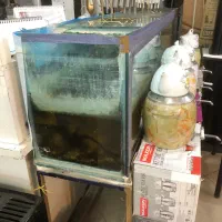 آکواریوم ۲ متری با شیشه سکوریت|ماهی|تربتحیدریه, فردوسی جنوبی|دیوار