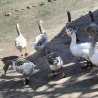 غاز محلی|حیوانات مزرعه|انگوت, |دیوار