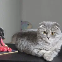 یک جفت اسکاتیش مولد|گربه|تهران, سردارجنگل|دیوار