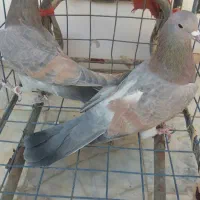 کبوتر دم گیر سیمونی ی تیغ|پرنده|برخوار, |دیوار