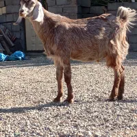 دوتا نری رشتی چاق فروشی