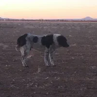 تیله قدرجونی|سگ|شاهین‌شهر, مورچه خورت|دیوار