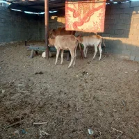 گاو و گوساله|حیوانات مزرعه|کردیان, |دیوار