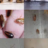 سم سوسک کش (بهترین عملکردبرای سوسک های ریزکابینتی)