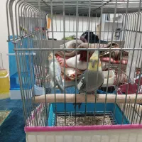 عروس هلندی نمایش معاوضه