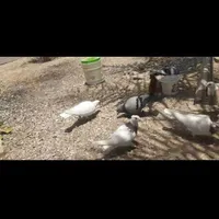 ۱۲تا کفتر هوایی   نرو ماده باهم|پرنده|طبس, |دیوار