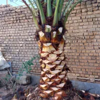بریدن نخل هرس نخل قطع نخل سمپاشی|خدمات باغبانی و درختکاری|اهواز, نادری|دیوار