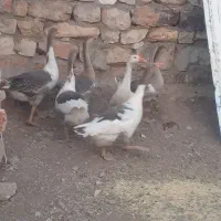 غاز|حیوانات مزرعه|جوانرود, |دیوار