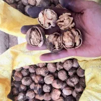 گردو کول کاغذی چرب تویسرکان