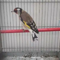 سهره جوجه قفس ۲ ساله ۳ ۴ دانگ تضمینی سرمایی