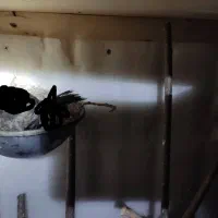 مرغ مینا و قناری خارجی یک جفت یک ماهه|پرنده|بندرعباس, |دیوار