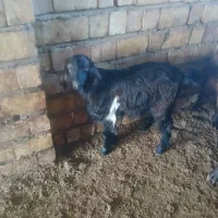 دو راس بزغاله چاق|حیوانات مزرعه|آزادشهر, |دیوار