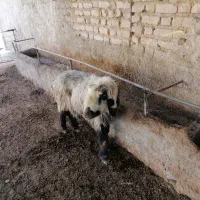 فروش یک راس میش|حیوانات مزرعه|مرودشت, مجد آباد|دیوار