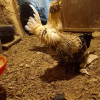 مرغ،اردک،خرگوش|حیوانات مزرعه|دهگلان, |دیوار