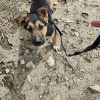 ژرمن ۴ماهه  ماده