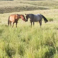 مادیان کرد با کره|اسب و تجهیزات اسبسواری|خمین, |دیوار