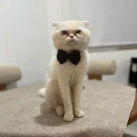 گربه اسکاتیش فولد