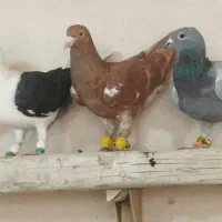 فروش کبوتر پلاکی|پرنده|شیراز, ارم|دیوار