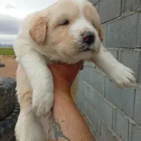 توله قدرجونی