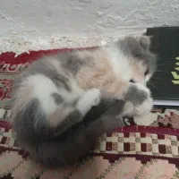 بچه گربه اسکاتیش ۲ ماهه|گربه|تبریز, |دیوار