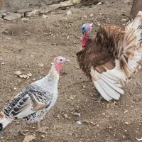 بوقلمون.مرغ و خروس