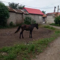 اسب کره نریان