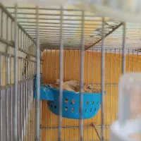 قناری جفت با جوجه