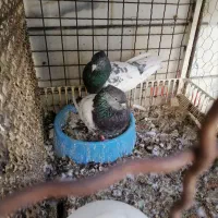 کفتر کبوتر کله سبز درجه یک به شرط همه چی میدم|پرنده|داراب, |دیوار