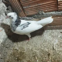 جوجه طوقی پرشی|پرنده|گرگان, |دیوار