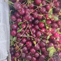 خریدار آلبالو کارخانه ای