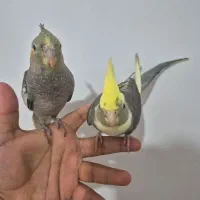 عروس هلندی|پرنده|بندر امام خمینی, |دیوار