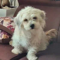 فروش سگ اشپز پودل 10000000 تومان