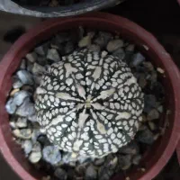 استریاس|گل و گیاه طبیعی|تهران, سلیمانی|دیوار