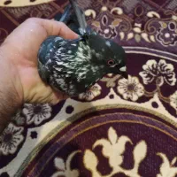 کبوتر